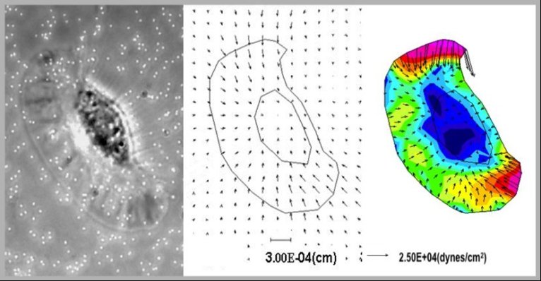 Traction force microscopy