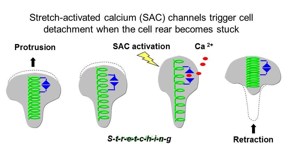 Stretch-activation diagram-1