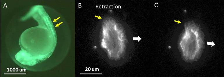 GFP utrophin zebrafish embryo