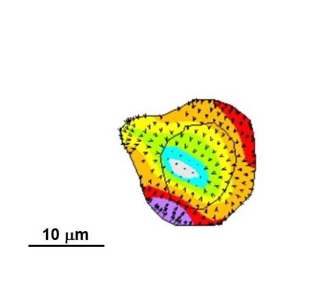 Traction maps of myosin II null Dictyostelium