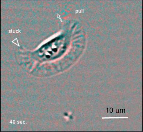 Phase image of keratocyte retraction
