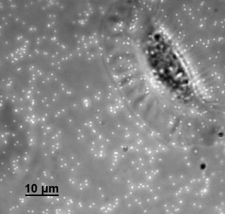 Keratocyte on elastic surface