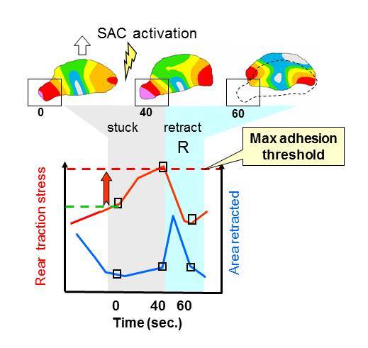 Recoil retraction diagram